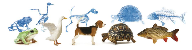 Vertebrate animals.png